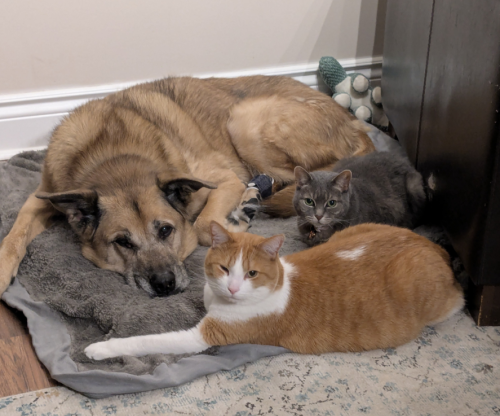 pets