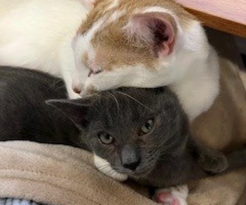 Pets love